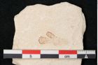 Foto (Detailansicht) von Plantae indet.  (NHMW-GEO-2024-0188-11477)